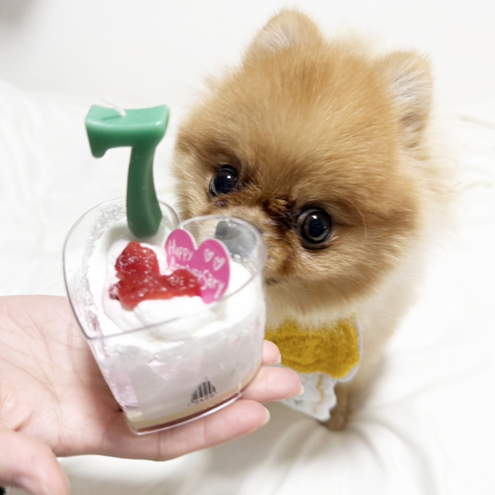 卒業犬ミアちゃんの近況♪